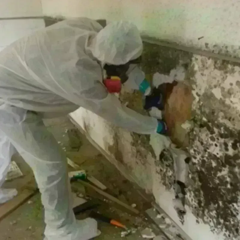 Mold Remediation and Removal in Powdersville, SC